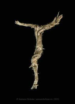 crucifijo vegetal fotografia poesia Antonio Beltran