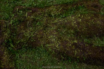cuerpo hombre desnudo emboscado hierba campo naturaleza erotica autorretrato collage fotografia poesia antonio beltran